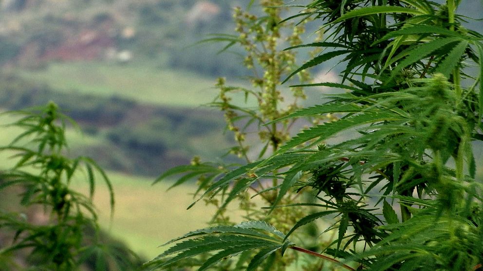 Marijuanaplanta i Lesotho.