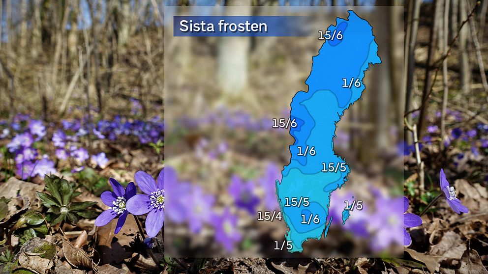 Kartan visar genomsnittliga datum för sista dygnet under våren med minimitemperatur under 0 grader, baserat på referensåren 1961–1990.