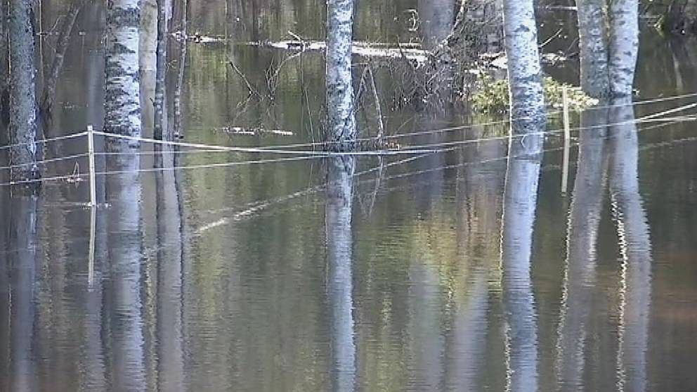 I Stångån vid Njurundabommen står vattnet så högt att skog, åkrar och en kohage översvämmats.