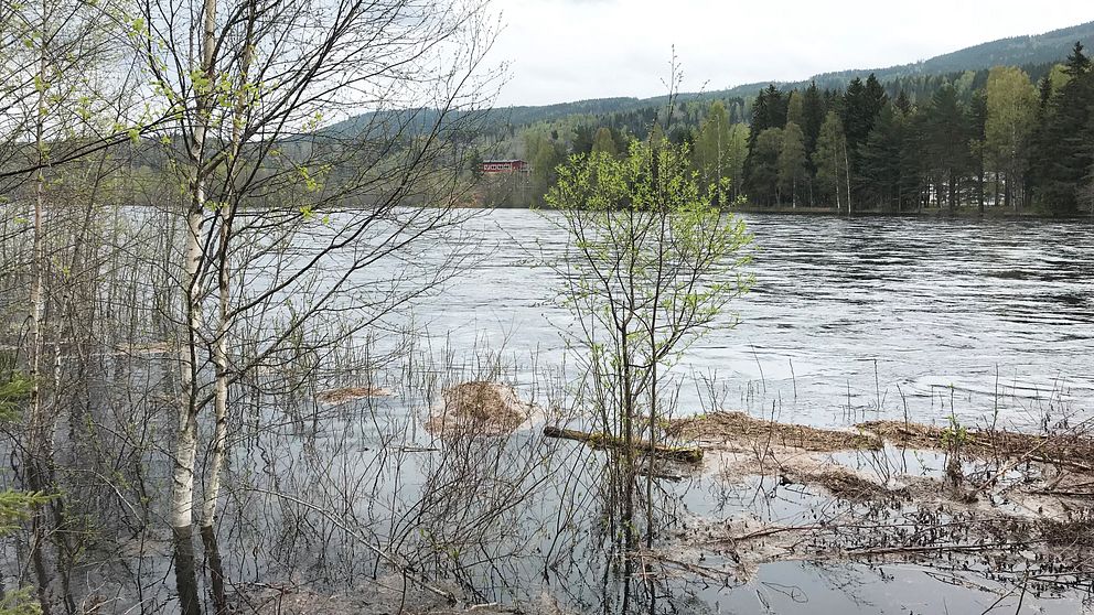 En bild på Klarälven som är väldigt hög. Några björkar står helt i vatten.