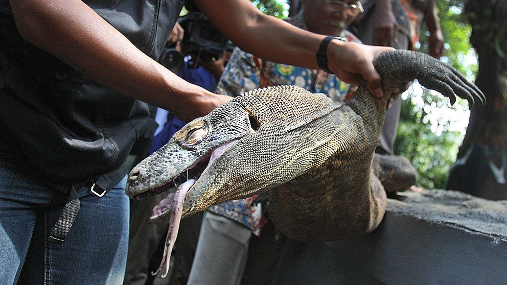 En polis håller upp en komodoödla som hittades död i sin bur på Surabaya zoo.