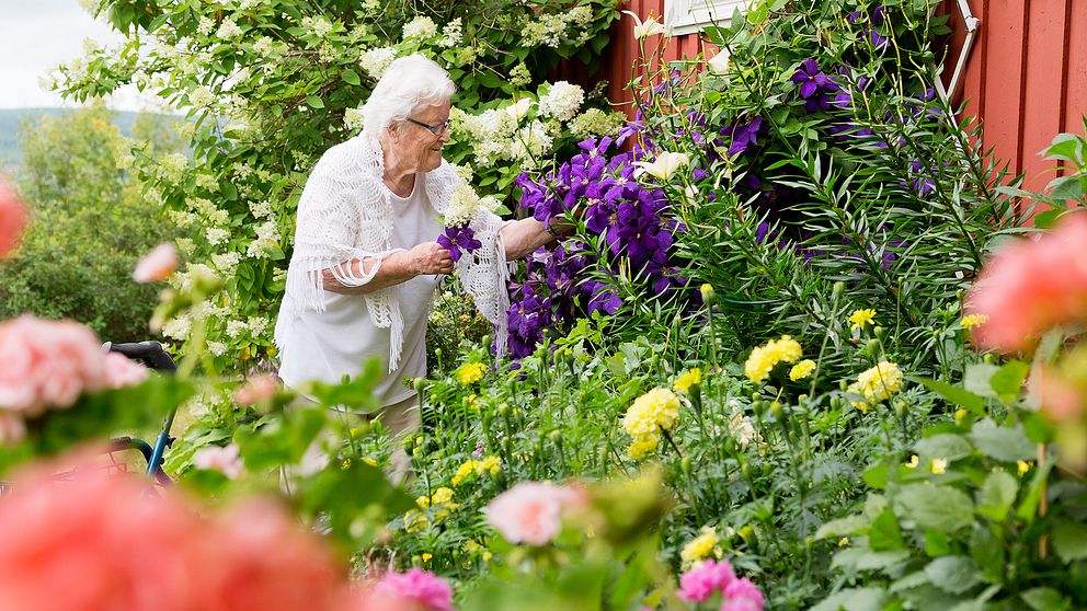 Pensionär som kollar på blommor