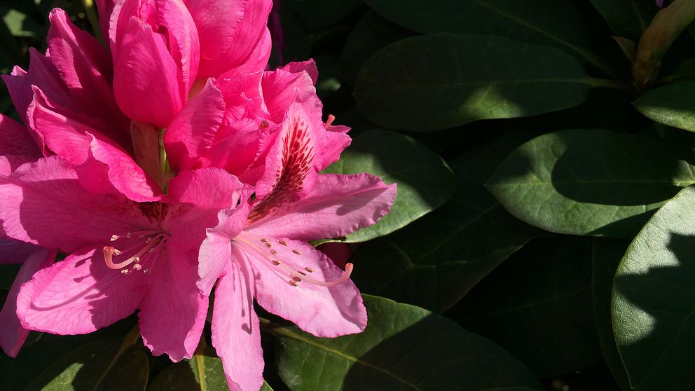 rosa rhododendronblomma