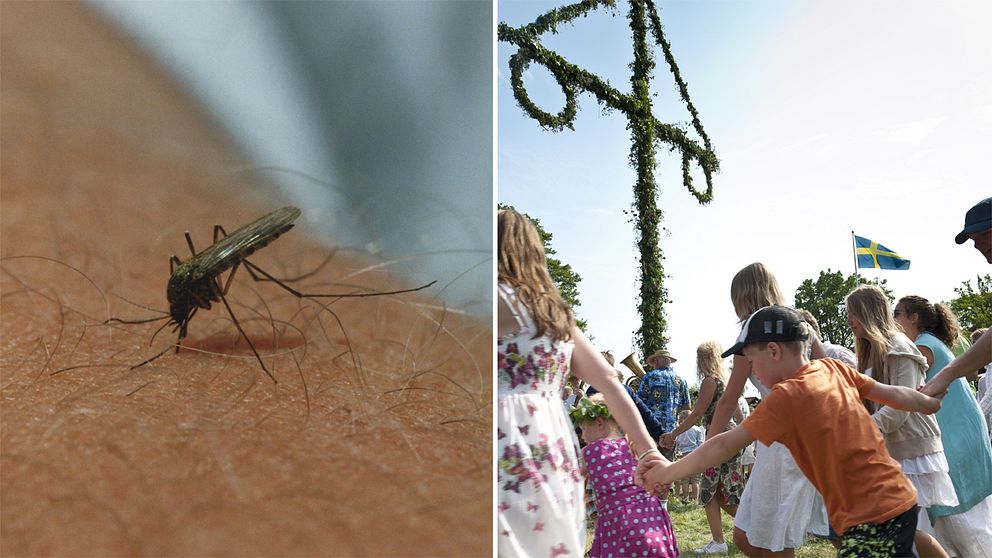 En mygga på en arm och midsommarfirade.