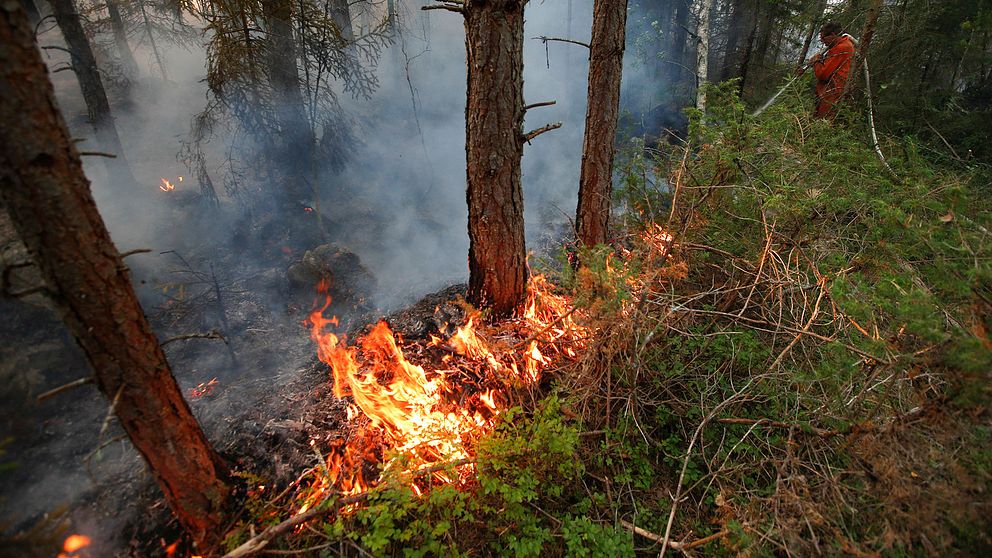 Just nu är det stor risk för skogsbrand i Stockholms län.