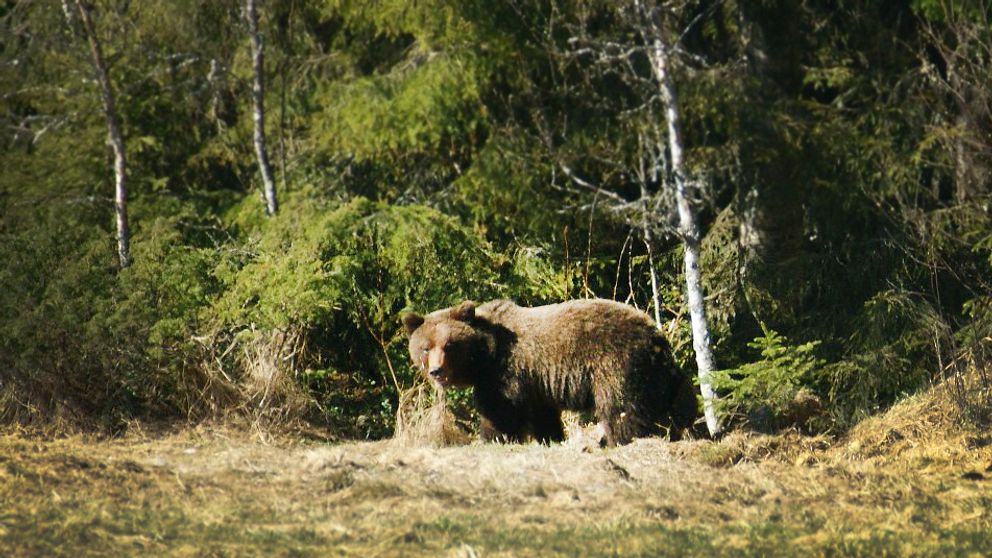 Björnen som Jörgen mötte stod på ungefär 70 meters avstånd. Närmare än så ville inte Jörgen komma.