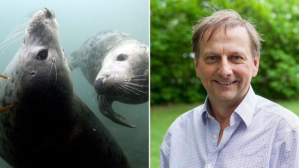 Gråsälar och Tom Arnbom, talesperson för Arktis och havsfrågor på WWF och expert på sälar.
