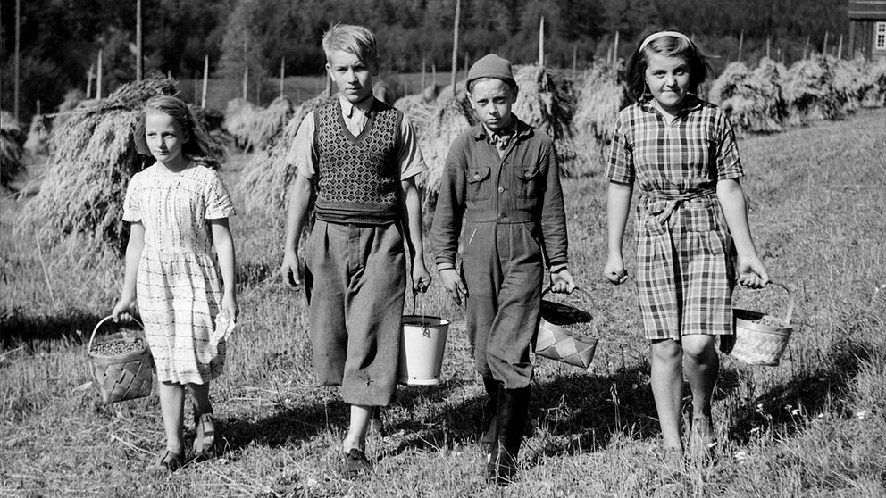 Fyra unga bärplockare i värmländska Gårdsjö den 9 september 1949.
