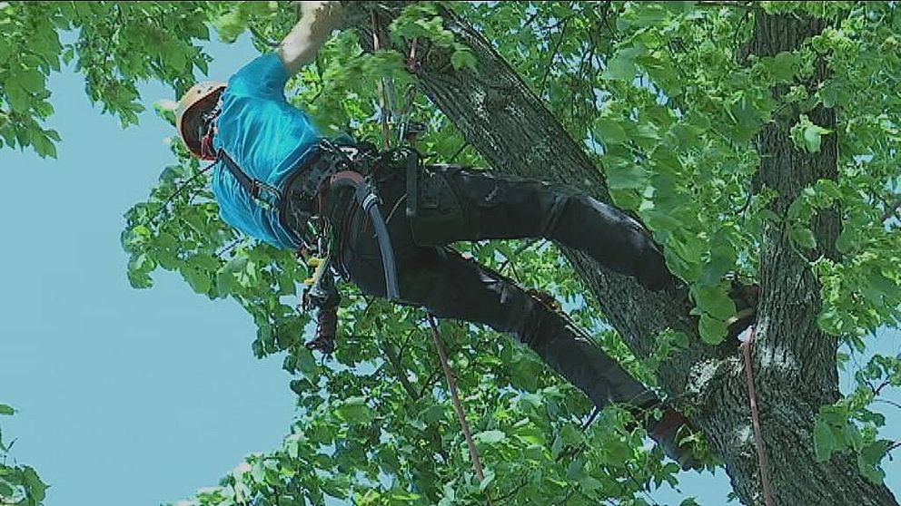 En klättrare hänger i linor från ett träd