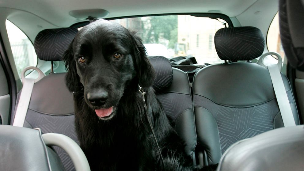 Varma bilar – en dödsfälla för hunden