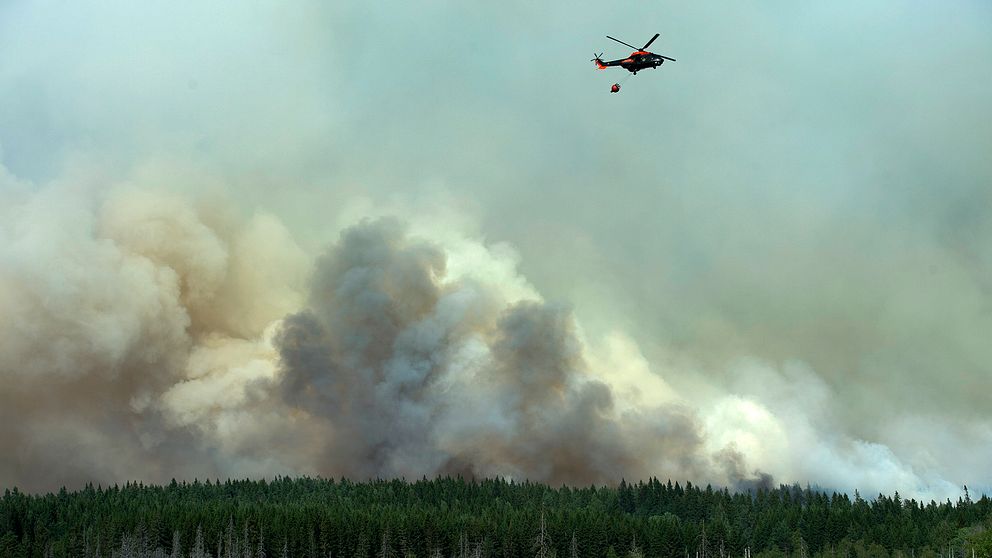 helikopter som vattenbombar, skog och stora kraftiga rökmoln