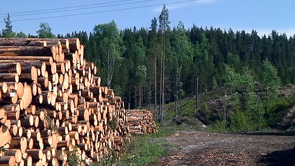 staplade timmerstockar, skog i bakgrunden