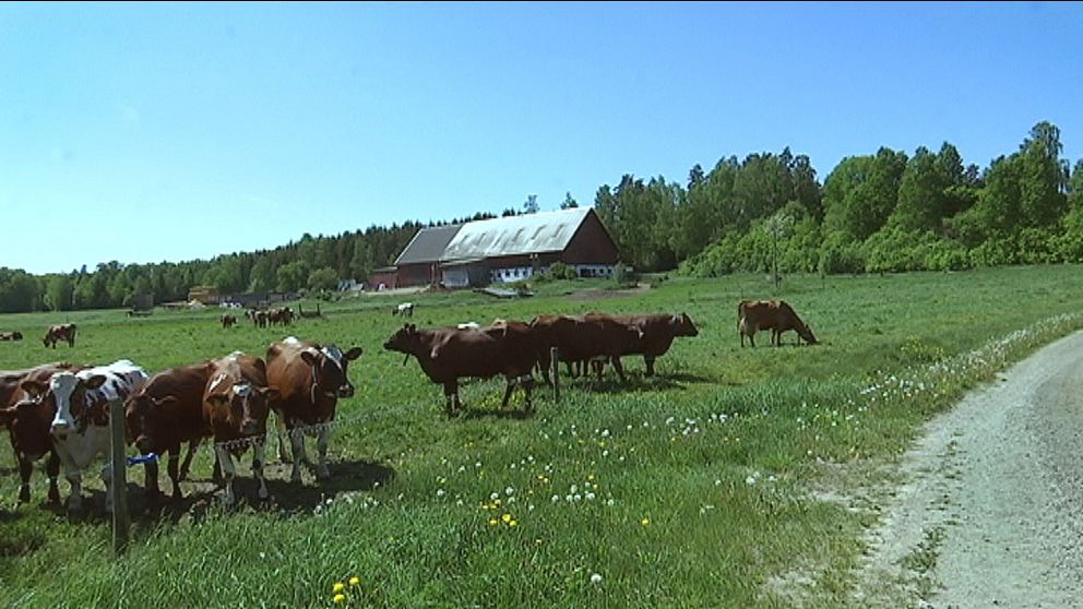 en flock mjölkkor i en hage, lagård och skog i bakgrunden