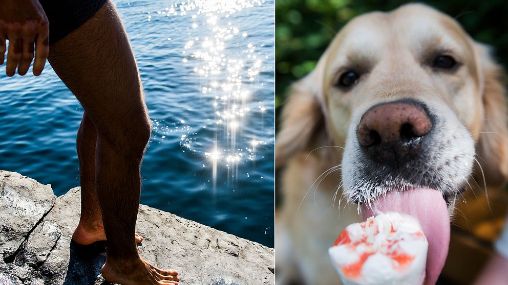 badare på klippa vid vatten hund som äter glass