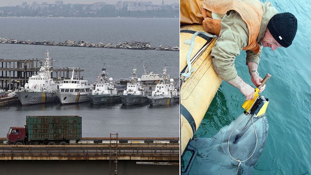 Till vänster ukrainska flottfartyg i hamnen Odessa och till höger en av de ukrainska militära delfinerna, fotograferad 1996, som får en sensor ditsatt.