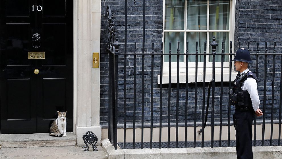 En katt och en brittisk polis utanför premiärministerns hem på 10 Downing Street i London.