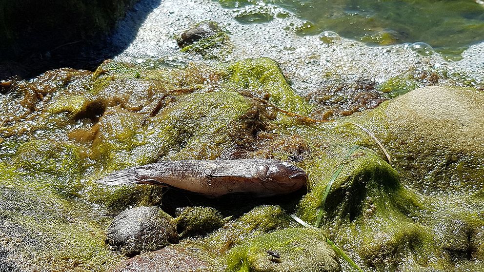 Ett 50-tal döda fiskar ligger och guppar längs strandkanten vid Revsudden, norr om Kalmar.