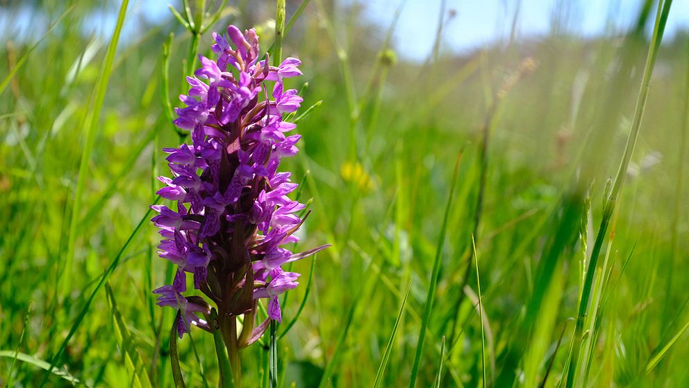 Orkidéen Ängsnyckel i Mosslunda naturreservat