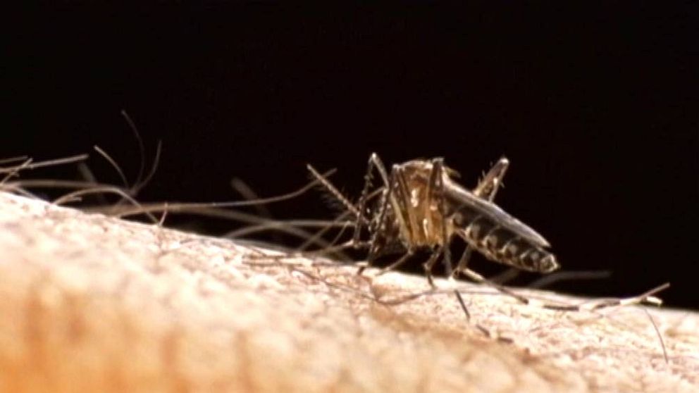 Övertorneå har lagt ner försöken på att få döda myggen med gift.