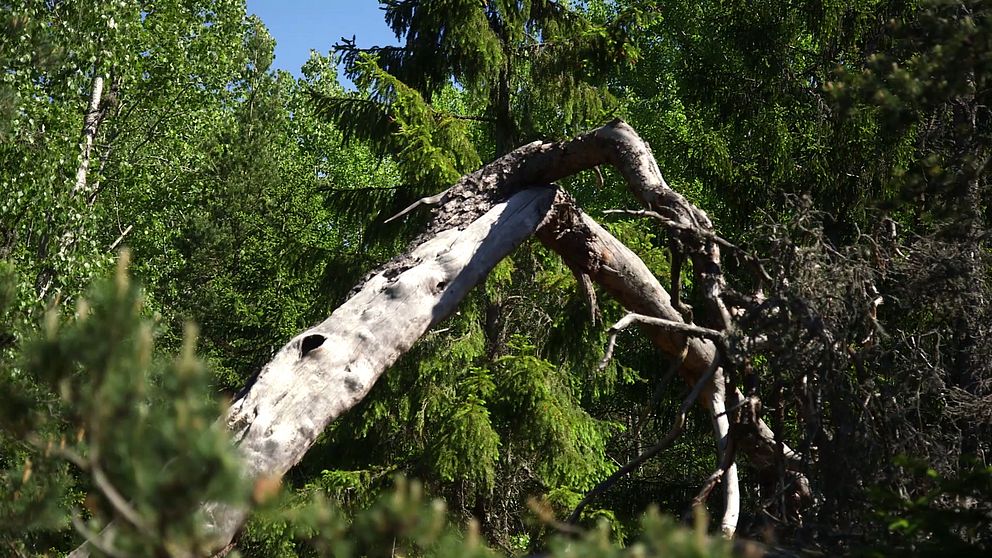I naturskog får gamla och döda träd vara kvar, vilket gynnar den biologiska mångfalden.