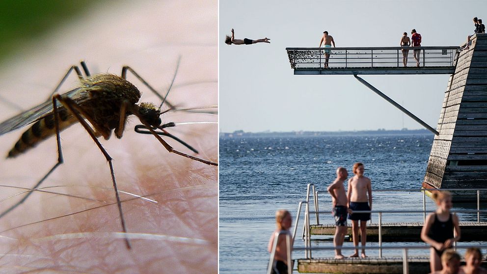 En mygga och sommarbad i Malmö.
