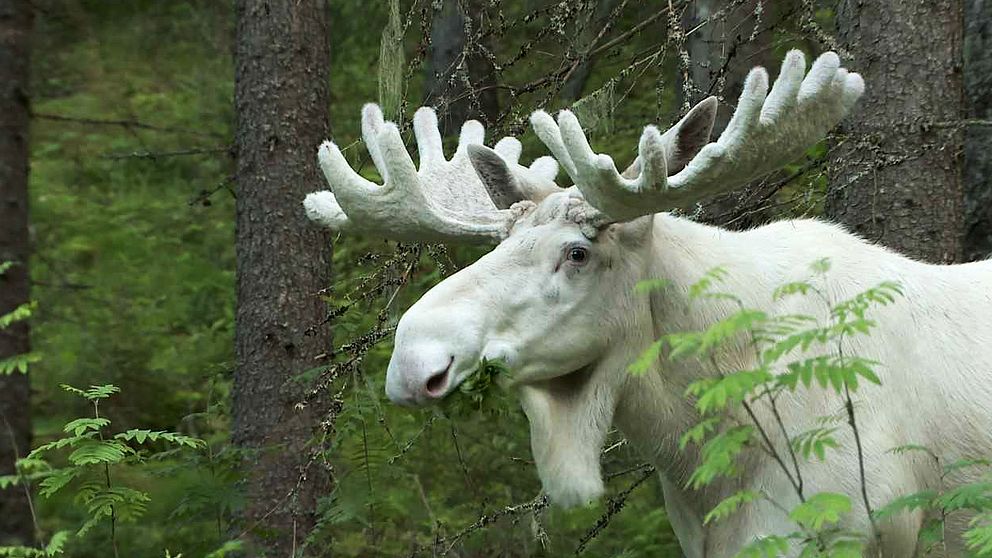 Sedan i vintras är det ingen som har sett till Ferdinand