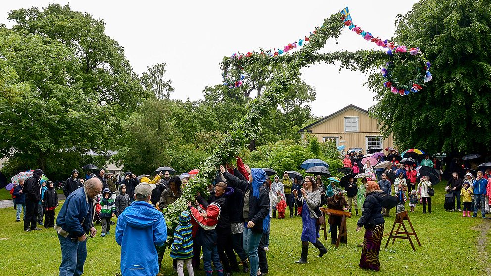 Människor i regnkläder reser en midsommarstång.