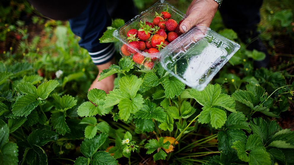 Risk för brist på jordgubbar