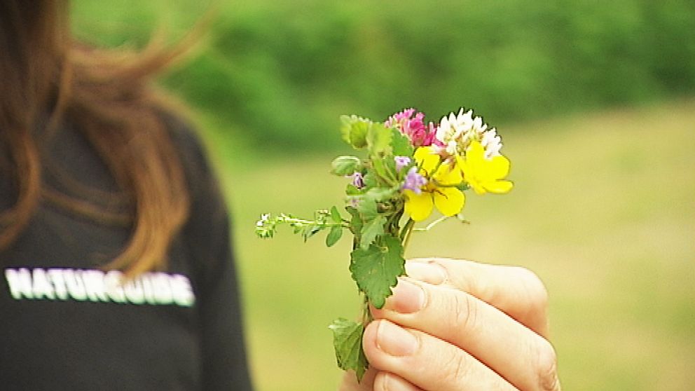 Rödklöver, vitklöver, smörblomma, jordreva, veronica, brunört och gåsört bildar en liten bukett att stoppa under kudden på midsommar