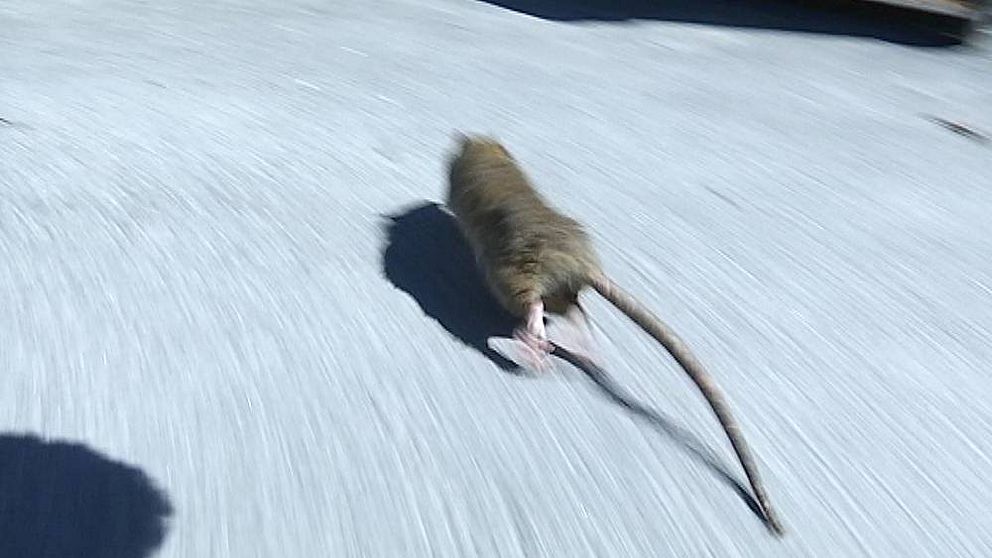 Råttorna springer ogenerat omkring i bostadsområdet Johannedal norr om Sundsvall.