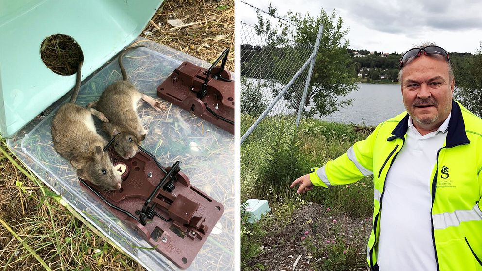 Benny Sagmo, Sundsvalls kommun visar en råttfälla som ställts ut samt en närbild på två råttor som fångats i en fälla.
