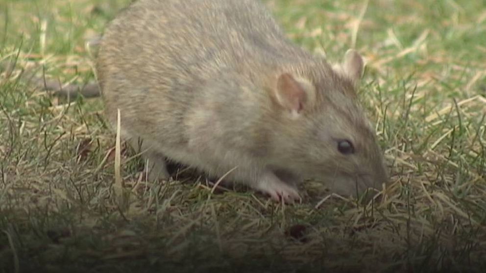 Antalet råttsaneringar i Sverige har fördubblats på fem år.