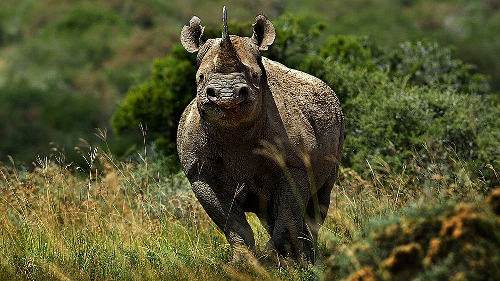 Tjuvjakten på noshörningar ökar i Kenya.