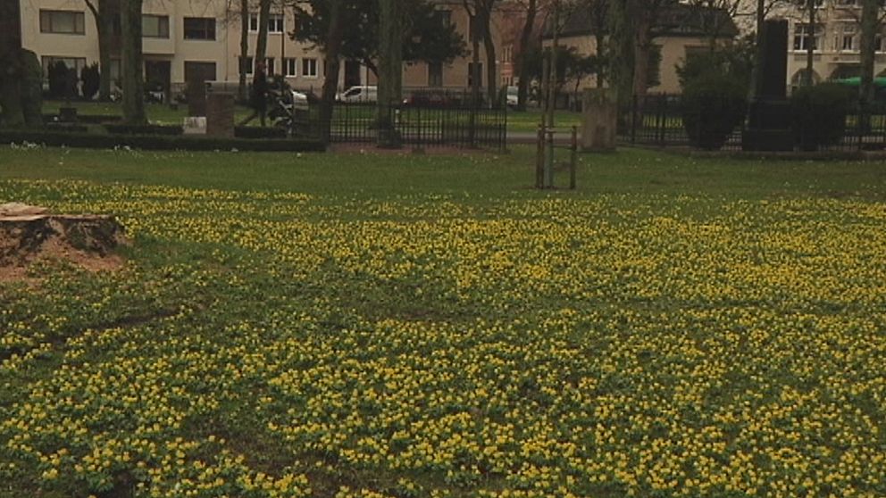 Vintergäck i centrala Malmö den 22 februari.