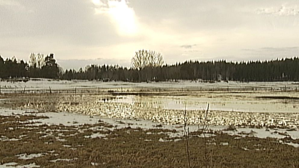 Snöbrist i söder under månaden. Utanför Valdemarsvik var det delvis barmark den 10 februari, och med vårvärmen senare i månaden försvann även de sista snödrivorna.