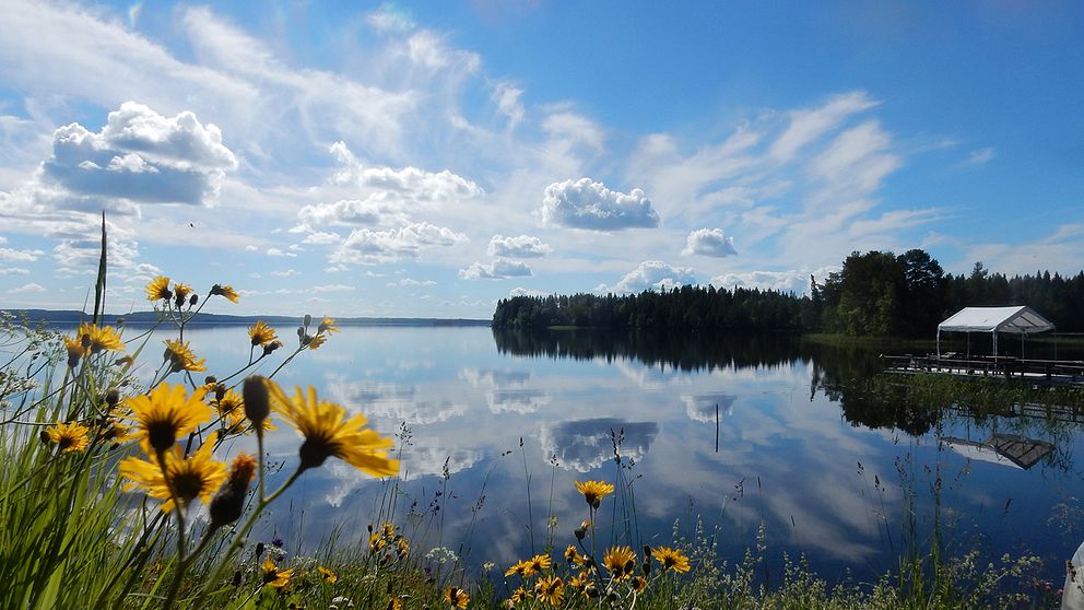 vatten, sommar, blå himmel, blommor