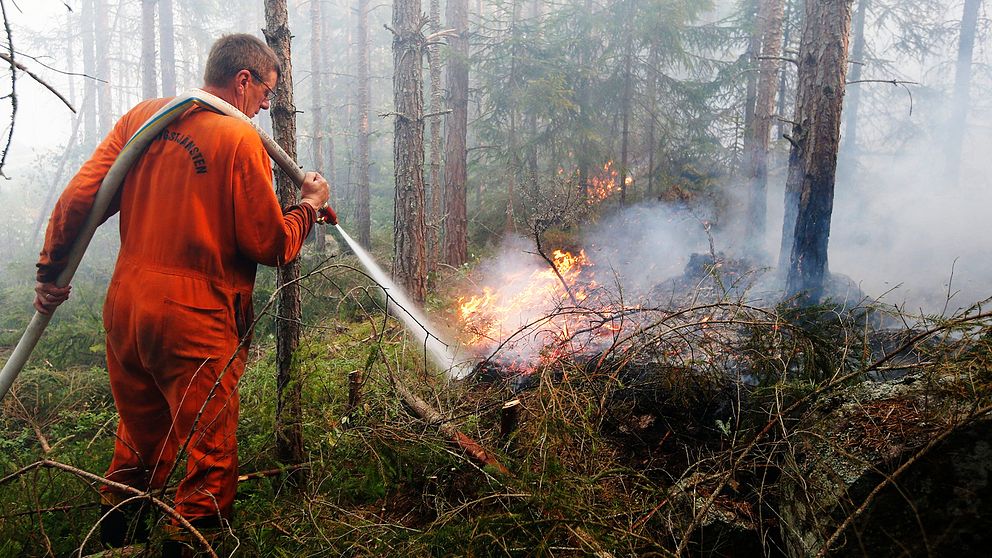 Man i orange overall med vattenslang som släcker skogsbrand.