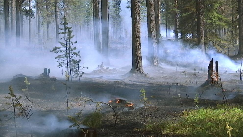 Skogsbrand, eld på marken och rök i luften