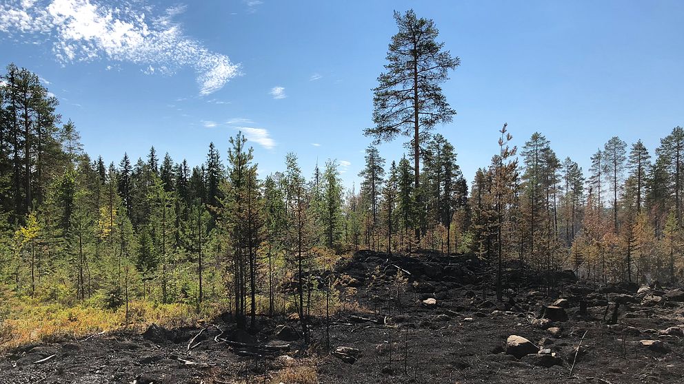 Skogsbrand vid Högbränna i Nordmalings kommun.