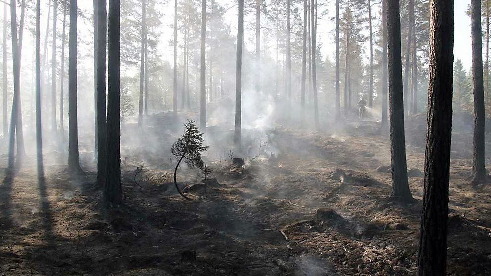 Bild från en av sommarens skogsbränder i Småland.