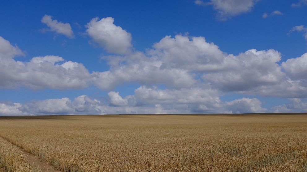 Sädesfält med himmel
