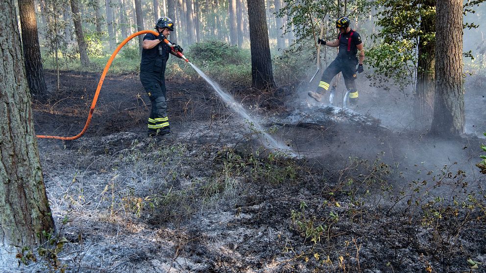 Bränd skog, aska på marken, två brandmän går och sprutar vatten över glöd.