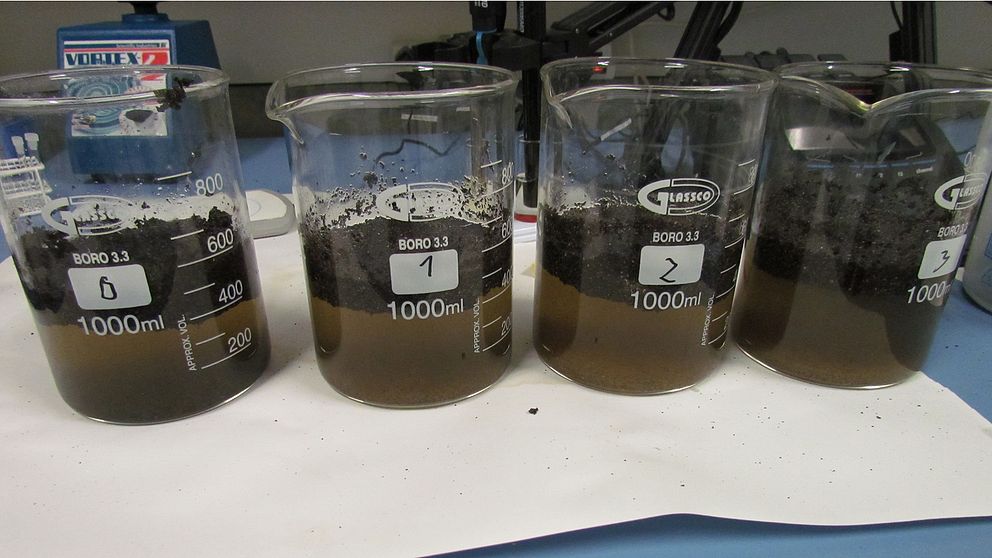 Labtester med odling av mikroorganismer har visat att olja kan brytas ner på kort tid.