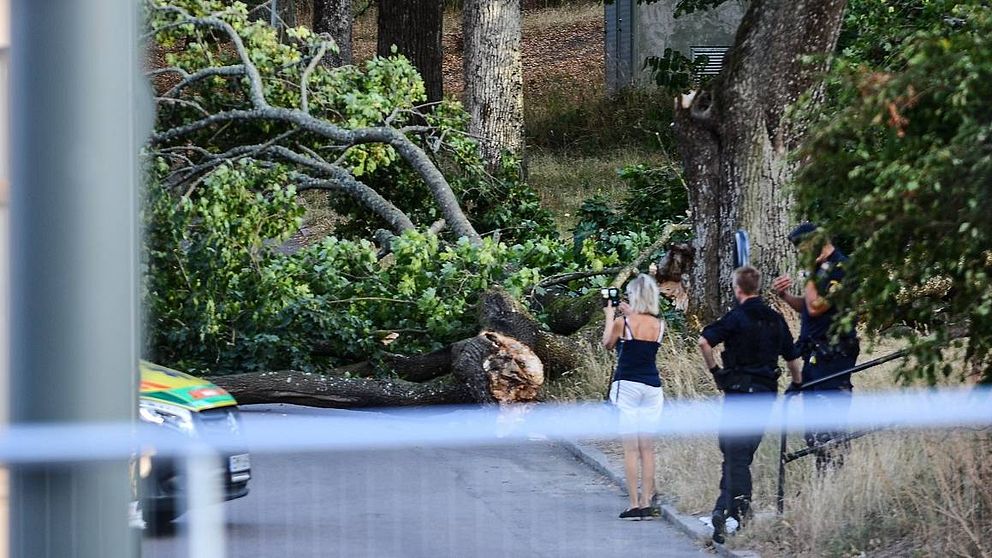 Man och 10-årig son skadades av fallande träd | SVT Nyheter