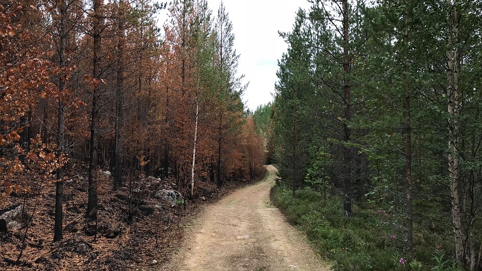 En skogsbilväg med frisk skog till höger och bränd skog till vänster.