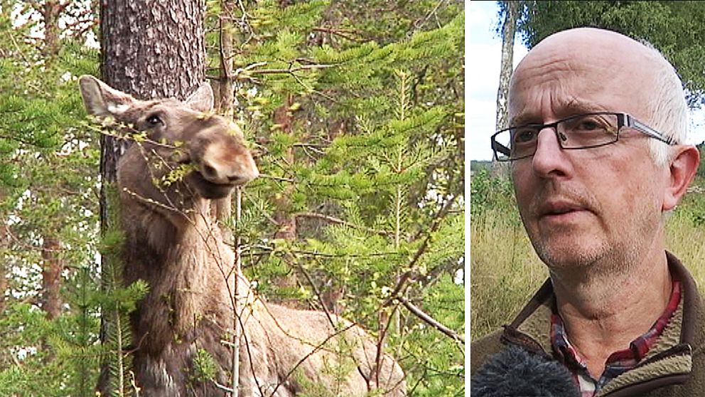 Jaktvårdskonsulent Gunnar Glöersen tror att sommartorkan kan ge långsiktiga effekter på älgstammen