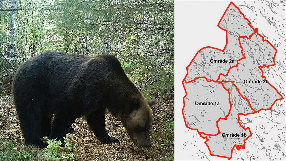 en björn vid åtel, och en grafik-karta