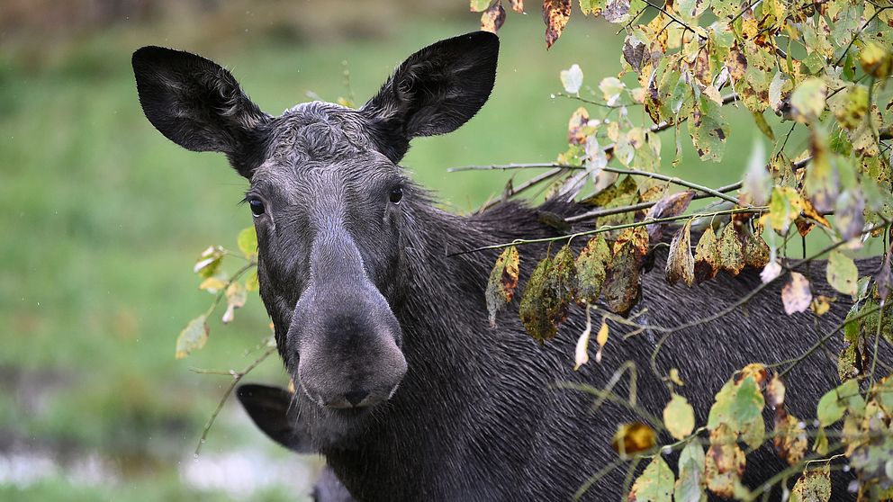 En älg som betar.