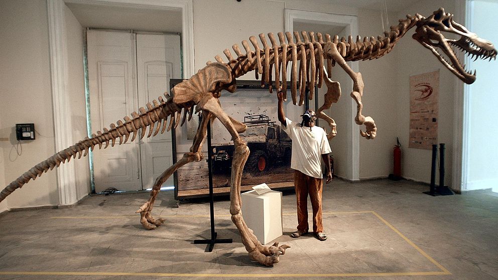 Skelettet av en Suchomimus dinosaurie