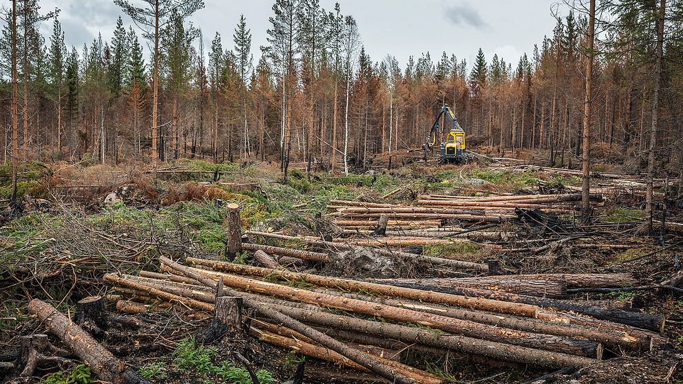 En maskin avverkar brunnen skog i Ängra.